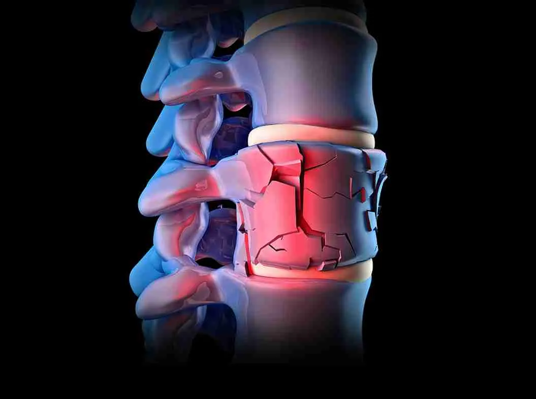 human spinal bone 3d